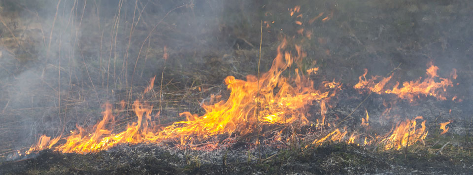 Small Brush Fire